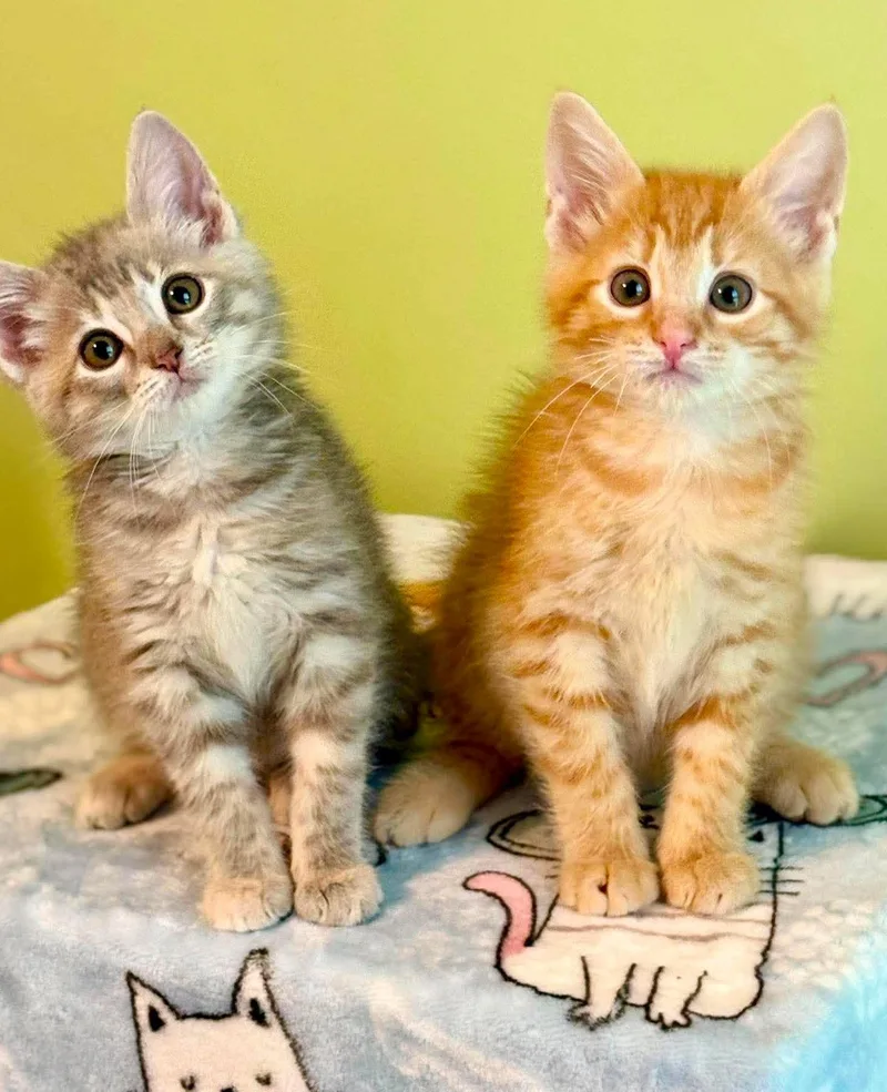 A baby small-sized male Orange / Red Tabby cat named Maverick is happy chirpy for adoption in Bedford Hills, NY