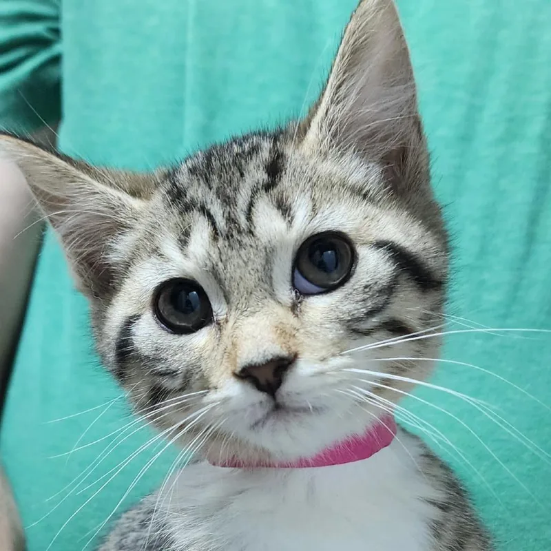 A baby small-sized female Brown / Chocolate Domestic Short Hair cat named Chasity for adoption in Carmel, IN