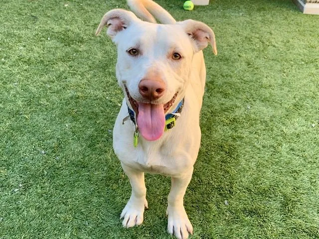 A young medium-sized male White / Cream Dachshund dog named SAVE ME PLEASE Lemoncello for adoption in San Marcos, CA