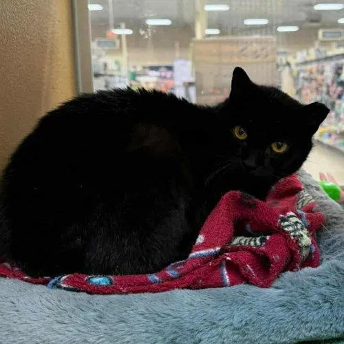 A young medium-sized female Domestic Short Hair cat named Luna for adoption in Mount Royal, NJ
