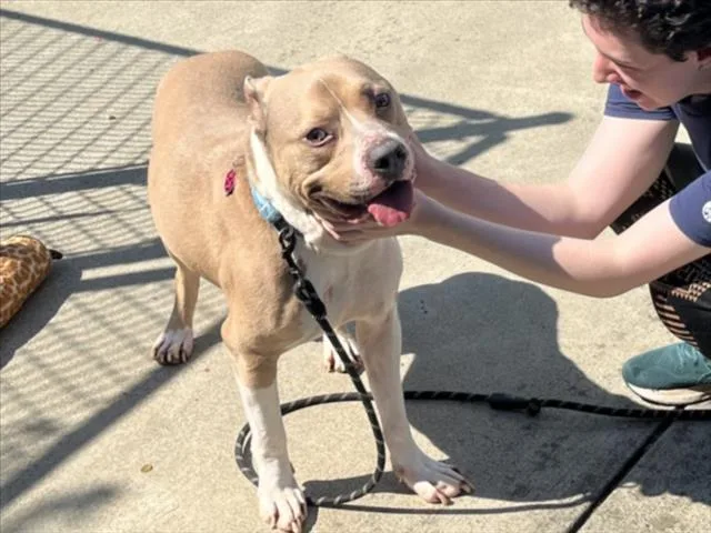An adult medium-sized male Pit Bull Terrier dog named Haku for adoption in Chapel Hill, NC