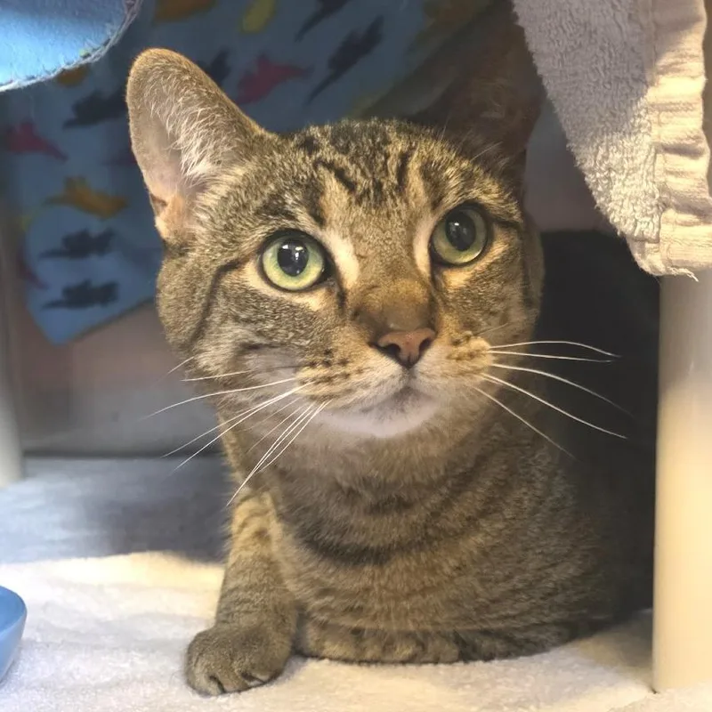 A senior large-sized female Black American Shorthair cat named Sophie for adoption in Fort Wayne, IN