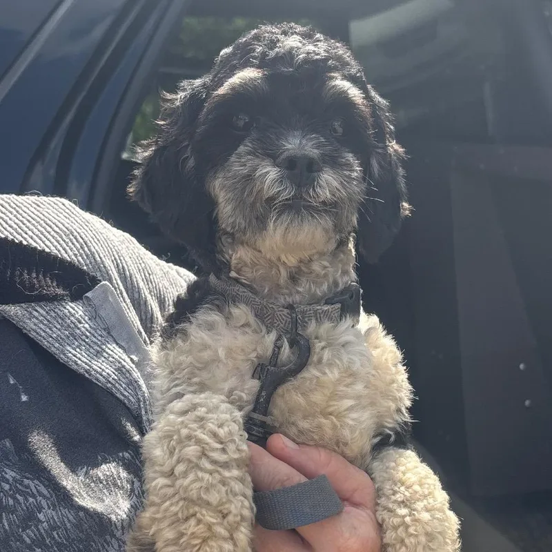 An adult small-sized male Black Shih Tzu dog named Archie for adoption in Waynesburg, PA