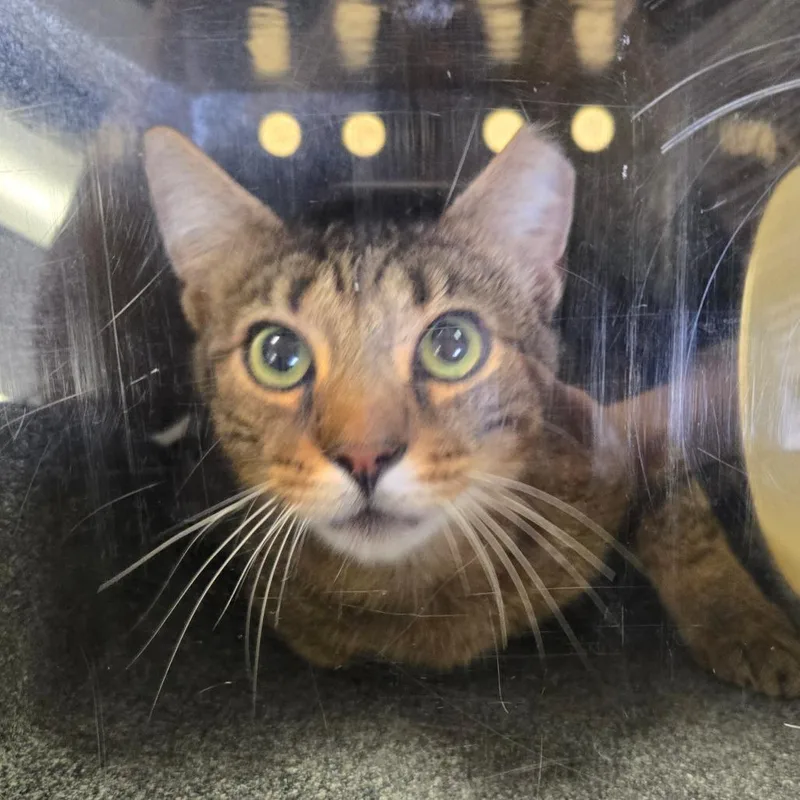 An adult large-sized male Brown / Chocolate Domestic Short Hair cat named Hopscotch for adoption in Birmingham, AL