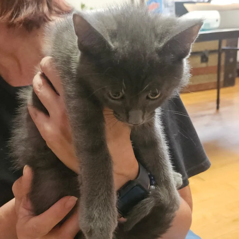 A baby small-sized male Gray / Blue / Silver Domestic Short Hair cat named Fluffy for adoption in Ringtown, PA