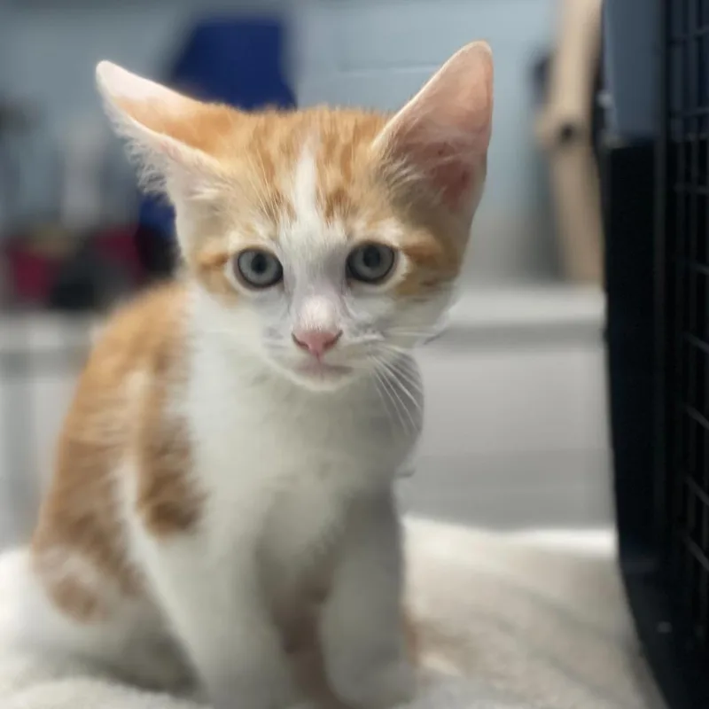 A baby small-sized male Orange / Red Domestic Short Hair cat named Saturn for adoption in Riverside, CA