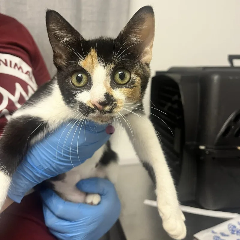 A baby small-sized female Black Domestic Short Hair cat named Sissy for adoption in Hattiesburg, MS