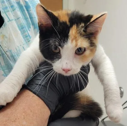 A baby small-sized female Domestic Short Hair cat named Daisy for adoption in Eugene, OR