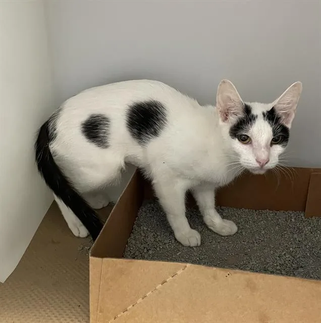 A young medium-sized female Domestic Short Hair cat named Riley for adoption in Palmetto, FL