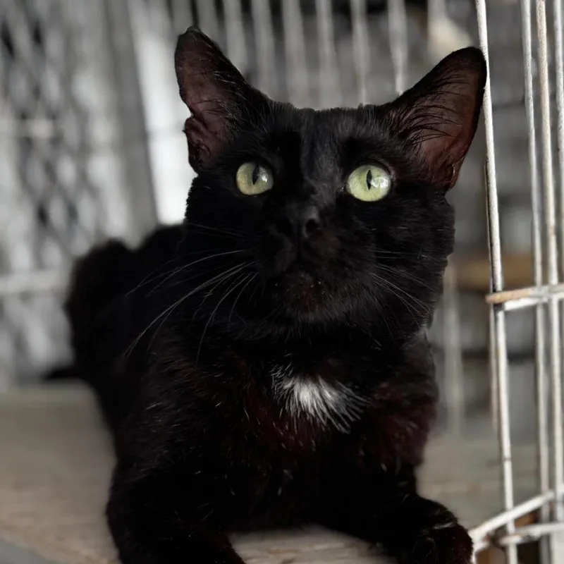 A young medium-sized male Black Domestic Short Hair cat named Tom for adoption in Boston, MA