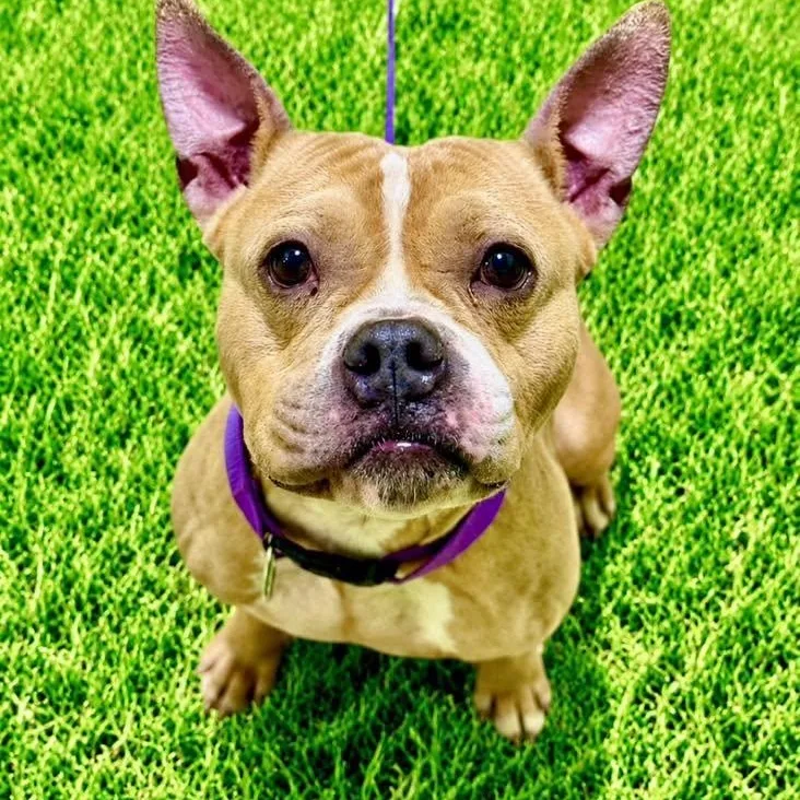 A young medium-sized female White / Cream Pit Bull Terrier dog named Lilly for adoption in Battle Creek, MI