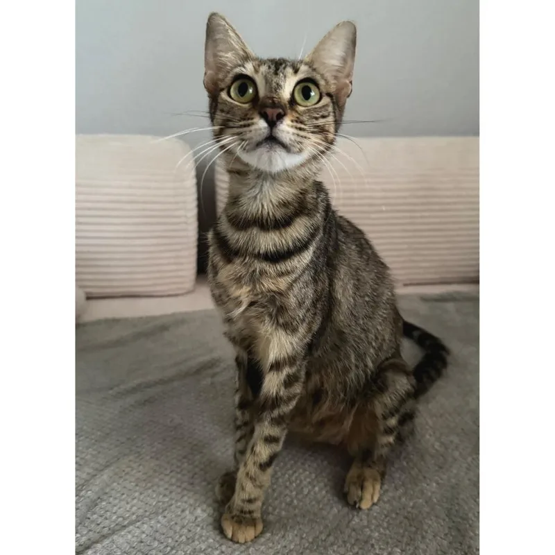 An adult small-sized female Brown / Chocolate Domestic Short Hair cat named Excited Camper for adoption in Austin, TX