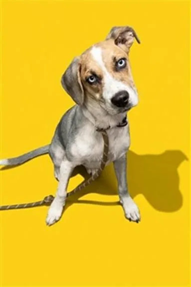 A young medium-sized female Mixed Breed dog named Peanut for adoption in Jacksonville, FL