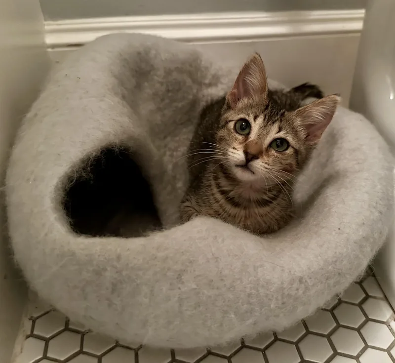 A young small-sized female Tabby (Tiger Striped) American Shorthair cat named Soleil for adoption in Houston, TX