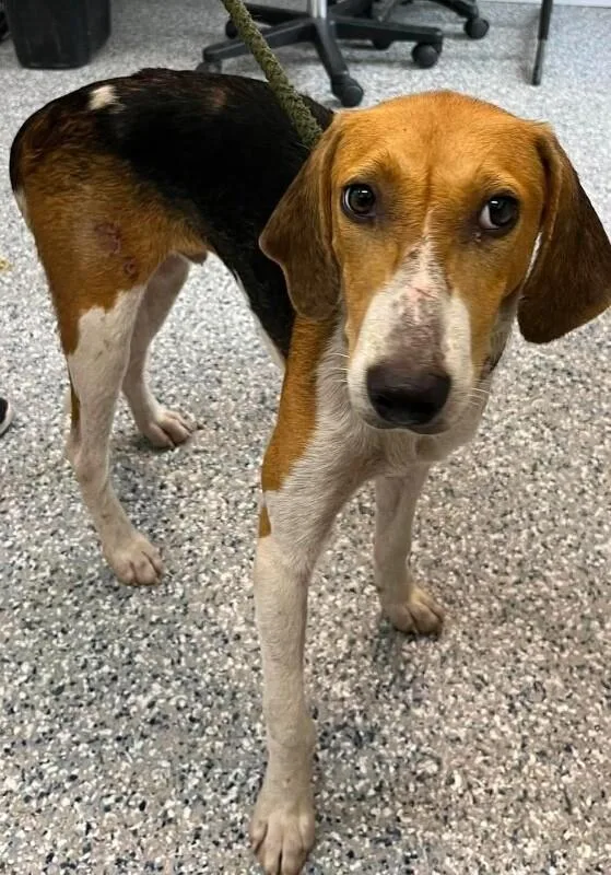 An adult medium-sized male Tricolor (Brown, Black, & White) Treeing Walker Coonhound dog named Unknown for adoption in Burgaw, NC
