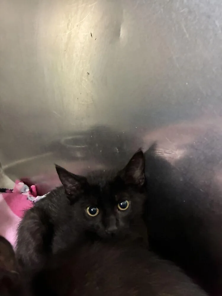 A baby small-sized male Domestic Short Hair cat named Toad for adoption in Marietta, GA