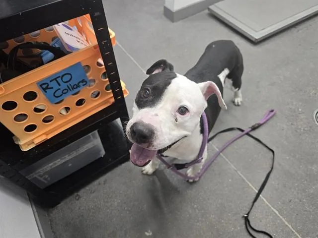 A young large-sized male Pit Bull Terrier dog named Sergio for adoption in Mesa, AZ