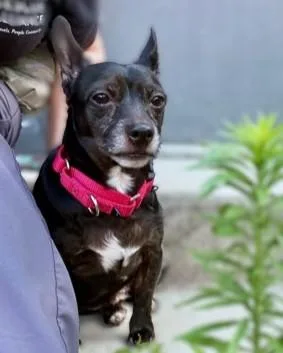 An adult small-sized male Dachshund dog named Rocket for adoption in Washington, DC