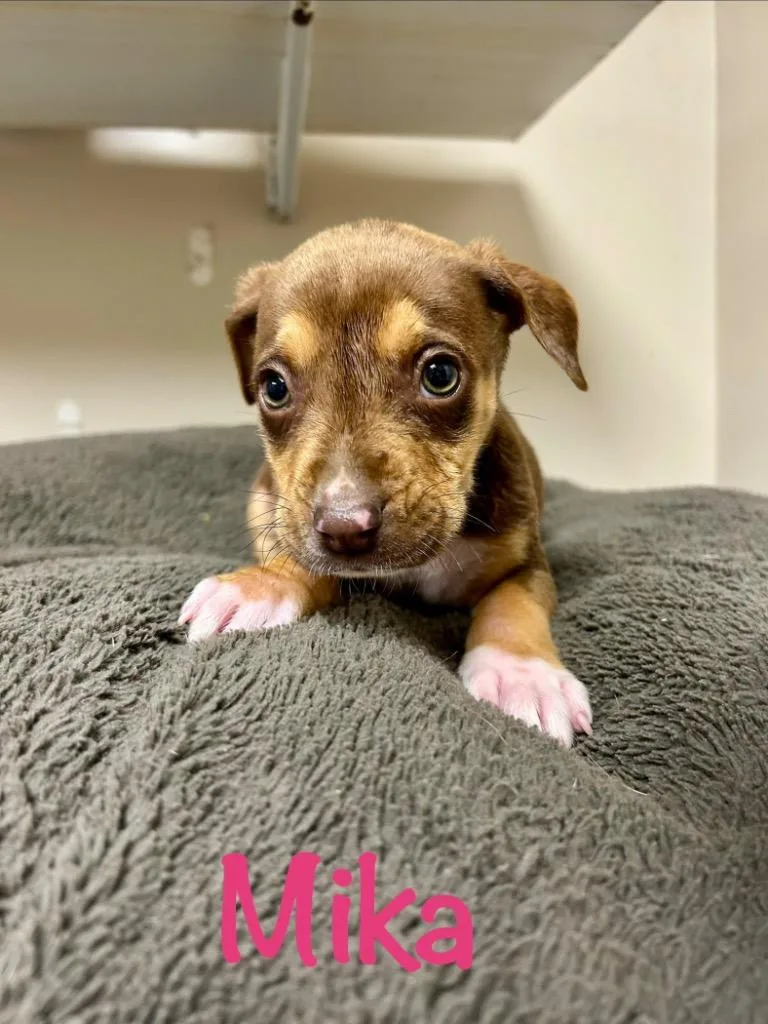 A baby small-sized female Husky dog named Mika for adoption in West Union, OH