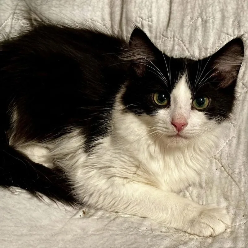 A baby medium-sized male Black & White / Tuxedo Domestic Long Hair cat named Jonathan for adoption in Whitestown, IN