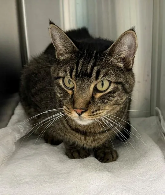 An adult large-sized male Domestic Short Hair cat named Papa for adoption in Brighton, CO