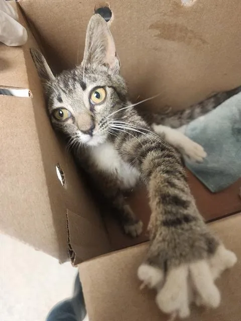 A baby small-sized female Domestic Short Hair cat named Artemis for adoption in Bakersfield, CA
