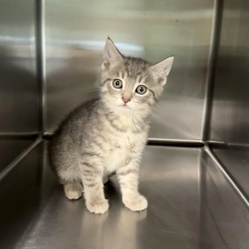 A baby small-sized female Gray / Blue / Silver Domestic Short Hair cat named Slate for adoption in Hamilton, GA