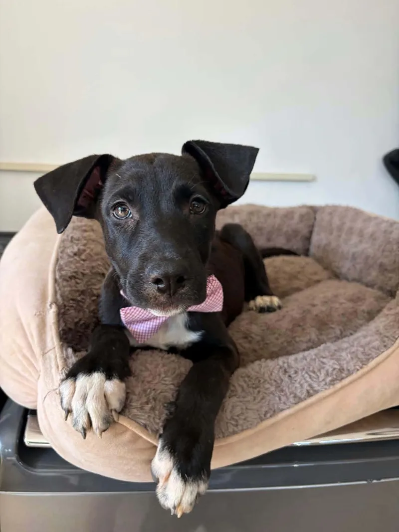 A baby medium-sized male Labrador Retriever dog named Dante for adoption in Poway, CA
