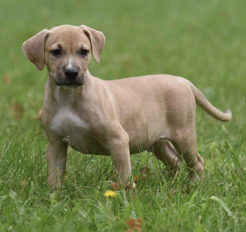 A baby medium-sized male Terrier dog named Shiloh for adoption in Mechanicsburg, PA
