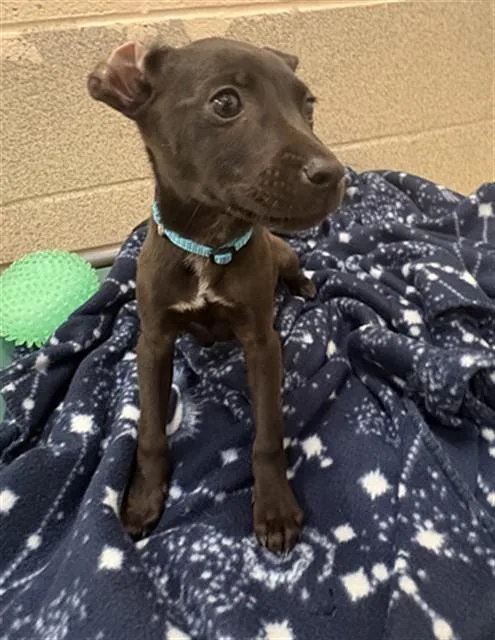 A baby small-sized female Pit Bull Terrier dog named Libby for adoption in Statesville, NC
