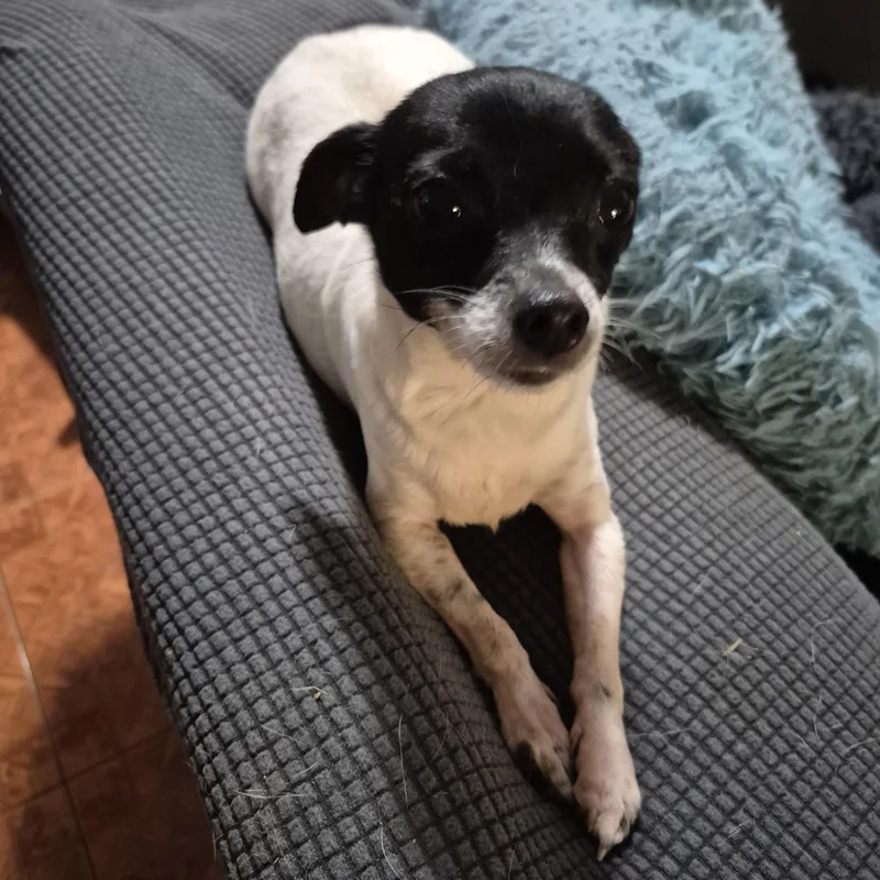 An adult small-sized female White / Cream Chihuahua dog named Missy for adoption in metairie, LA