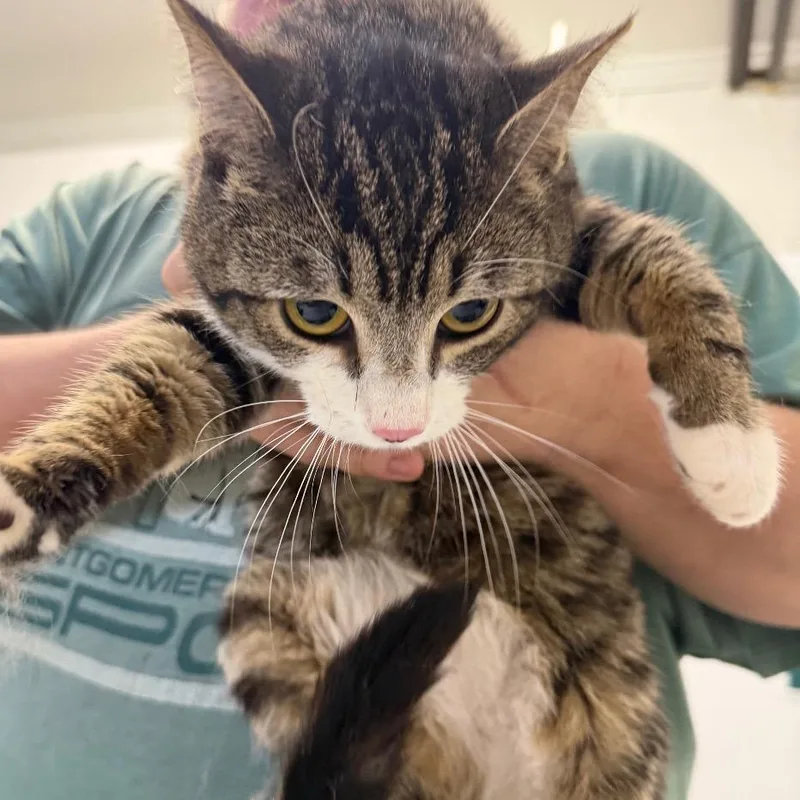 A young medium-sized male Brown / Chocolate Domestic Short Hair cat named George for adoption in Perkiomenville, PA