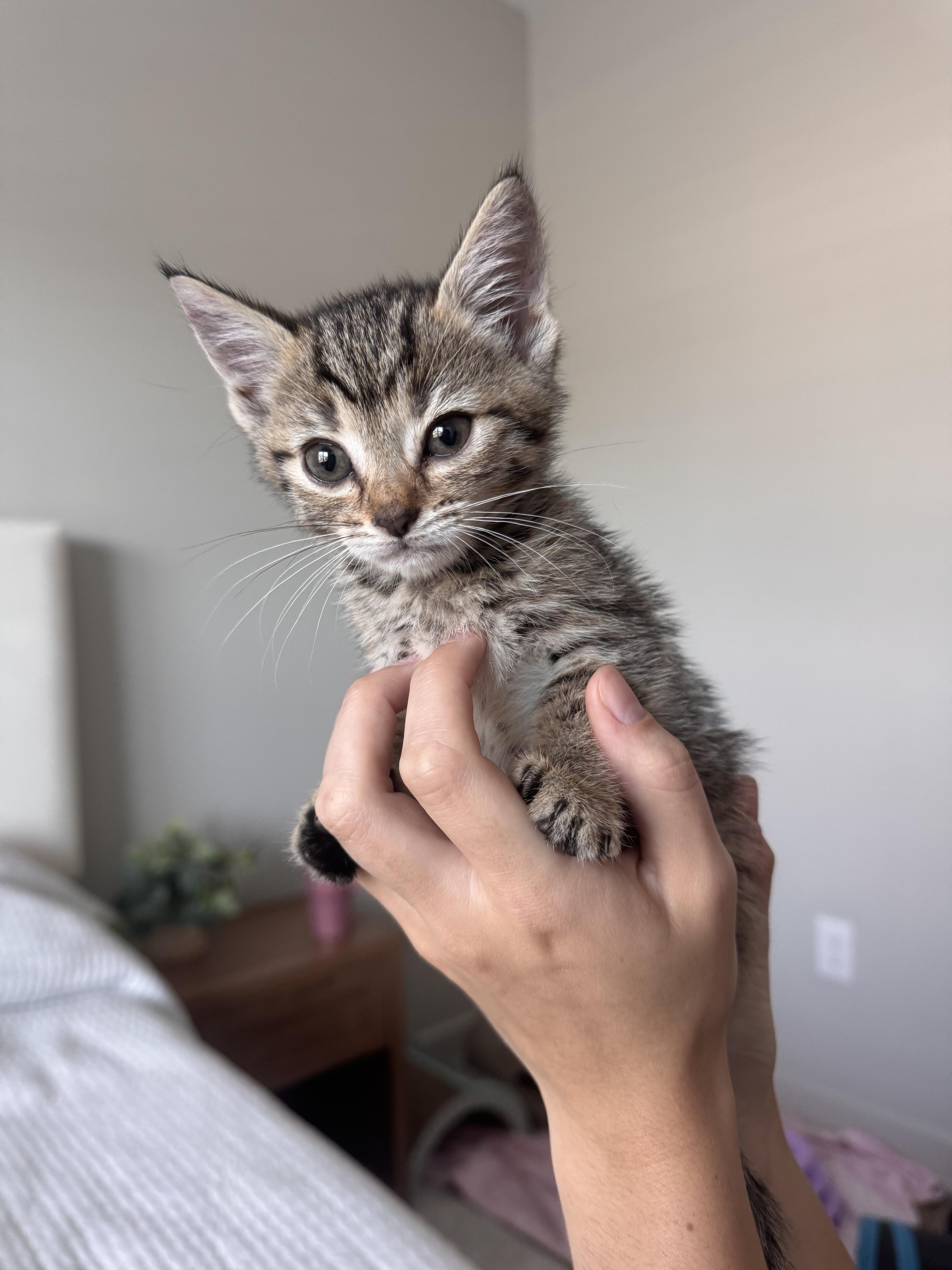 A young small-sized female Tabby (Brown / Chocolate) Domestic Short Hair cat named Tiramisu for adoption in Cincinnati, OH