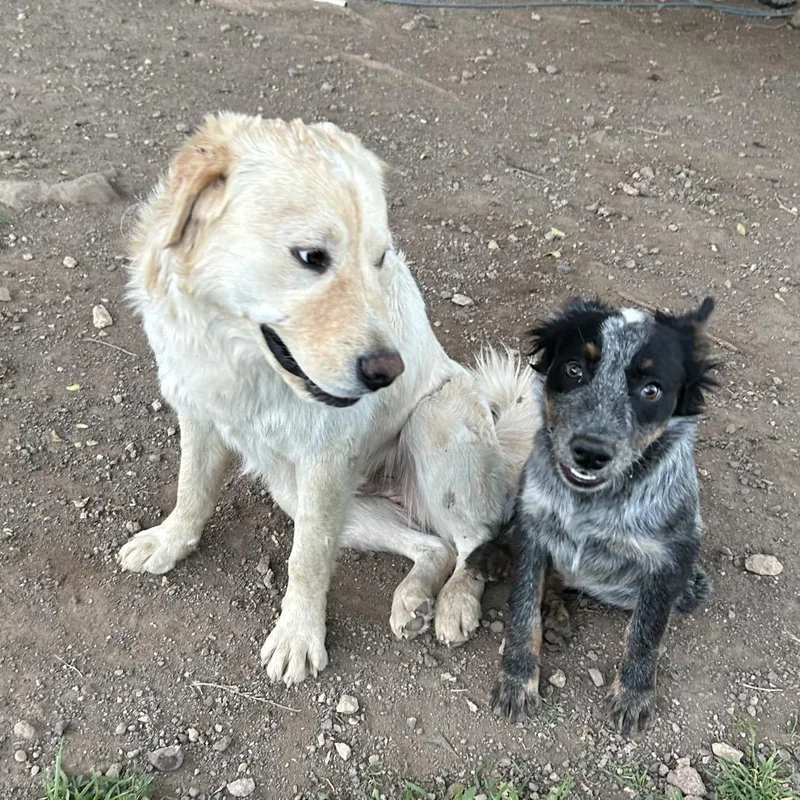 A young medium-sized male Golden Retriever dog named Chops for adoption in Flagstaff, AZ