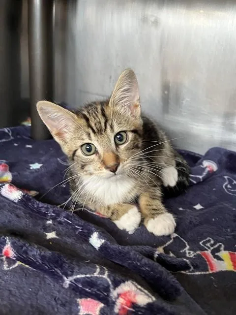 A baby small-sized male Tabby (Brown / Chocolate) Domestic Short Hair cat named Hogan A for adoption in San Andreas, CA