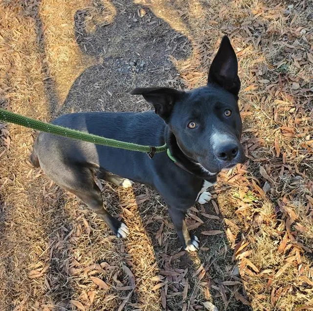 An adult medium-sized female Mixed Breed dog named Moonie for adoption in Charlotte, NC