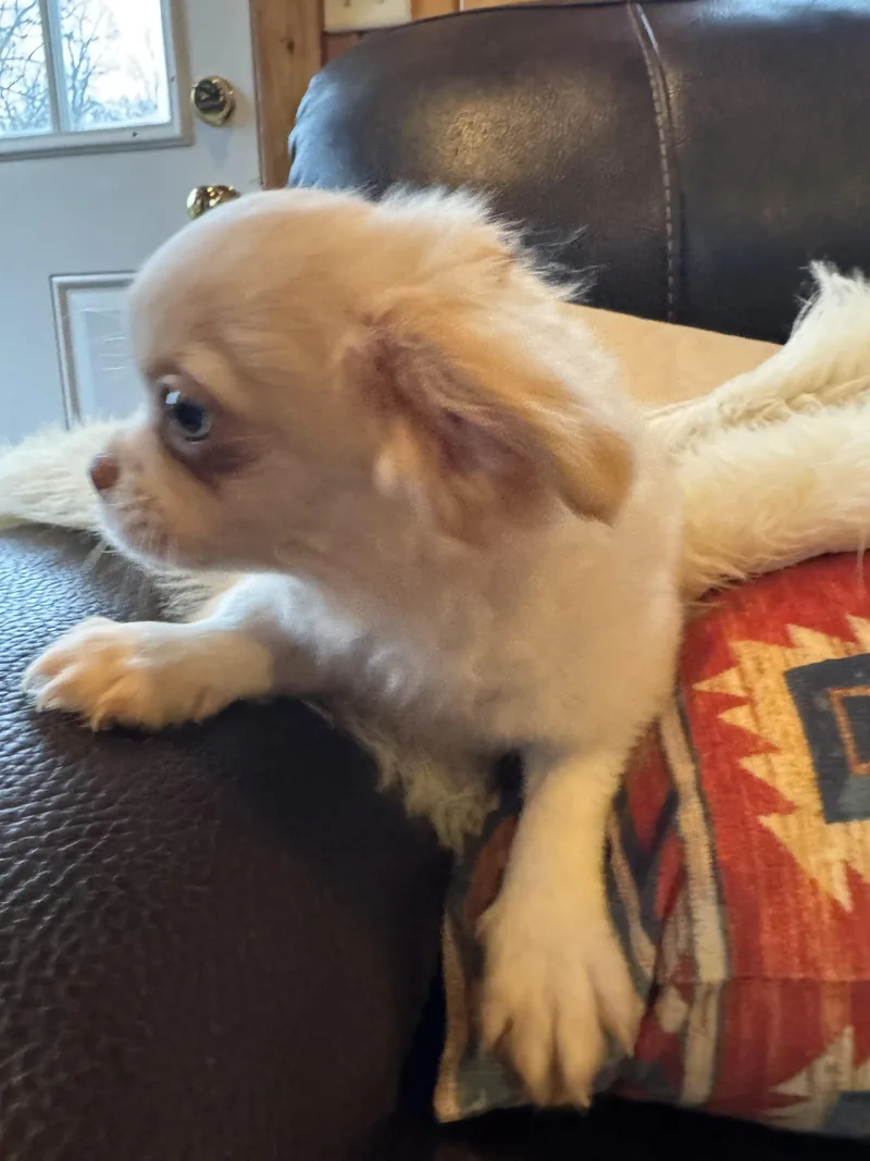 A baby small-sized male Chihuahua dog named Nolan for adoption in Glenwood City, WI