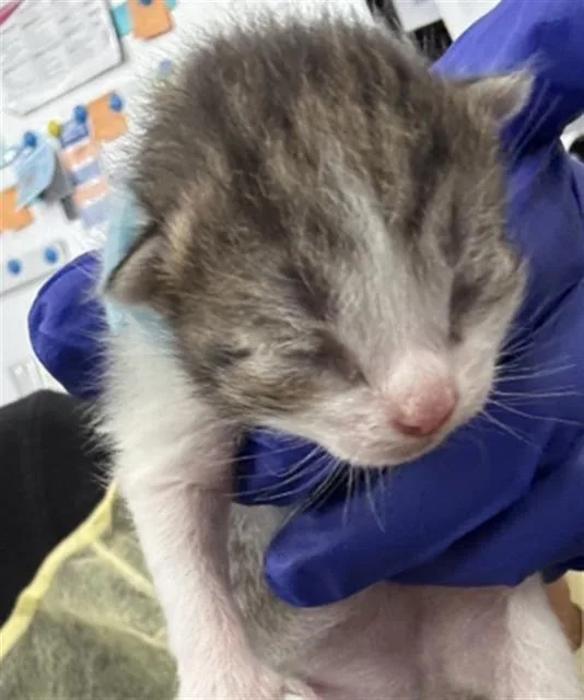 A baby medium-sized male Domestic Short Hair cat named Clover for adoption in Dallas, TX