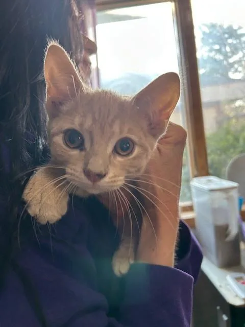 A young small-sized male Tabby (Orange / Red) Domestic Short Hair cat named Knotweed for adoption in Anoka, MN