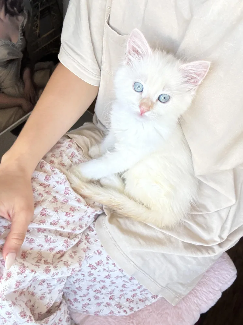 A baby large-sized male Flame Point Domestic Medium Hair cat named Sprout for adoption in El Segundo, CA