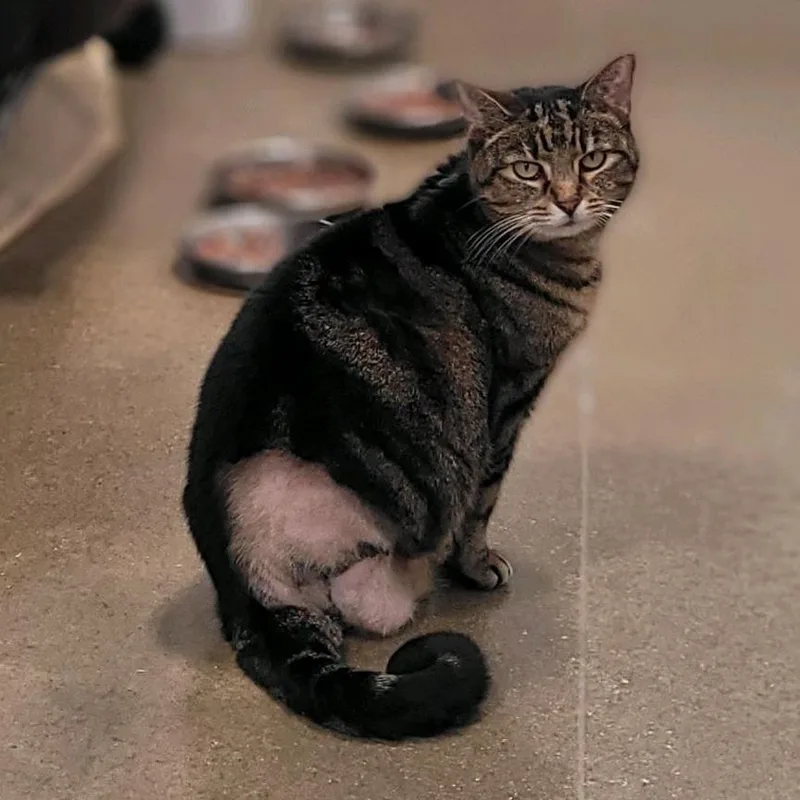 A senior small-sized female Black Domestic Short Hair cat named Starla for adoption in Bensalem, PA
