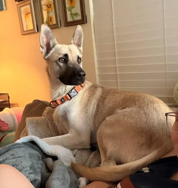 An adult medium-sized male Yellow / Tan / Blond / Fawn Shepherd dog named Echo for adoption in Mesquite, TX