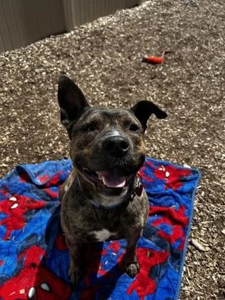 A young medium-sized male Pit Bull Terrier dog named Andy for adoption in Westland, MI