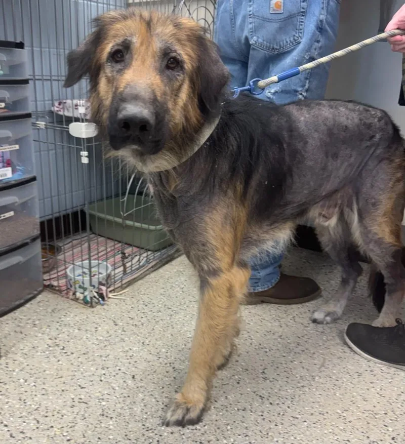 A senior large-sized male German Shepherd Dog dog named Bear for adoption in Saint Clairsville, OH