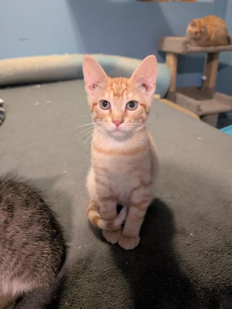 A baby medium-sized male Tabby (Orange / Red) Domestic Short Hair cat named Lenny for adoption in Lincoln, NE