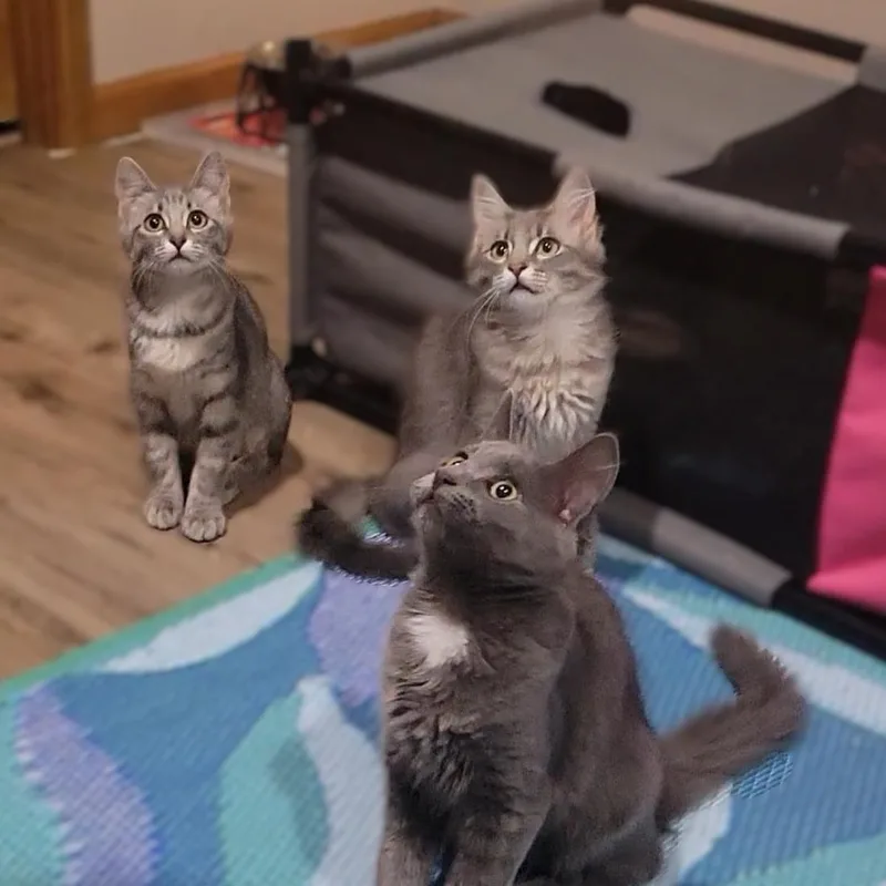A baby medium-sized female Gray / Blue / Silver Domestic Short Hair cat named Rose for adoption in OVERLAND PARK, KS
