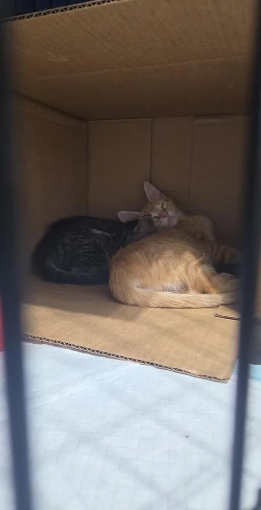 A baby small-sized male Tabby (Orange / Red) Domestic Short Hair cat named Macaroni for adoption in Virginia Beach, VA