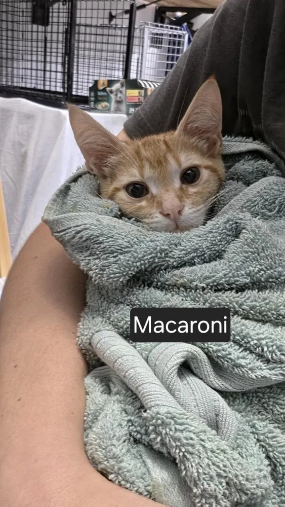 Macaroni thumbnail 2