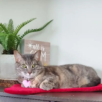A senior medium-sized female Gray / Blue / Silver Domestic Short Hair cat named Luna for adoption in San Diego, CA