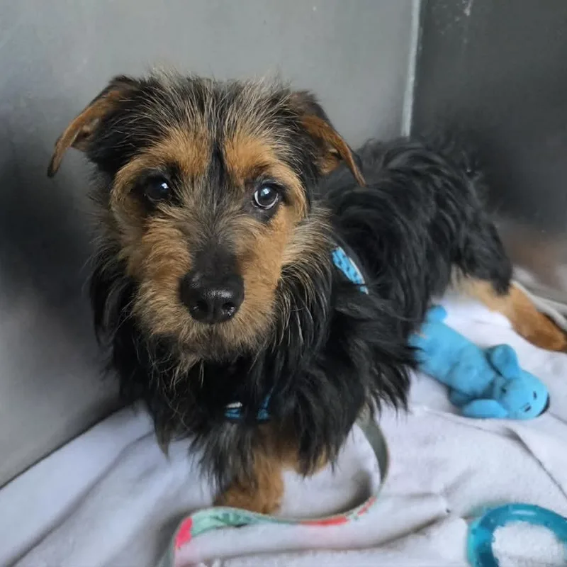 A young medium-sized male Yorkshire Terrier dog named Phineas for adoption in Warren, MI